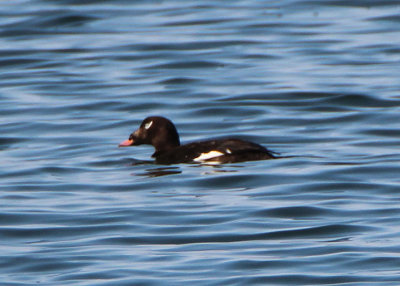 White-winged Scoter; male