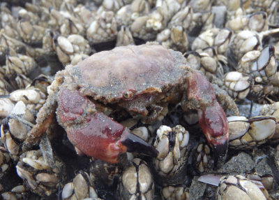 Black-clawed Crab