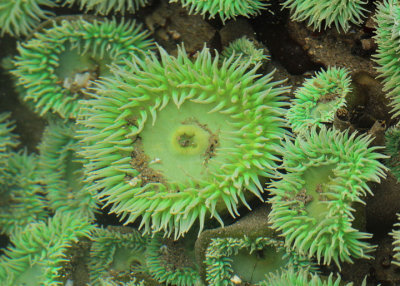 Green Sea Anemones