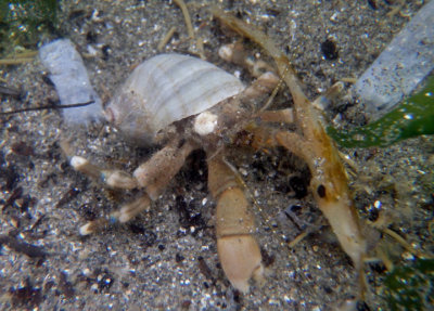 Hairy Hermit Crab