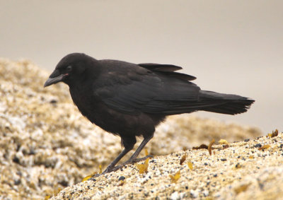 American Crow 
