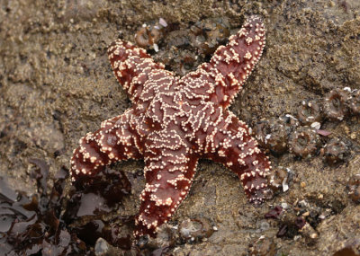 Ochre Sea Star