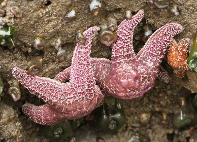 Ochre Sea Stars