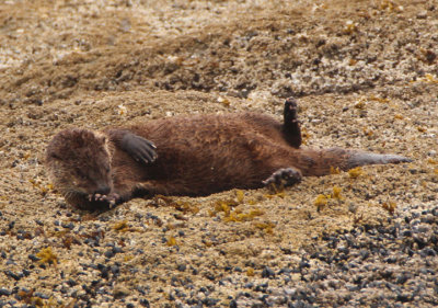 Sea Otter