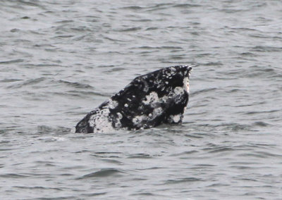 Gray Whale