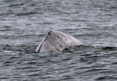 Gray Whale