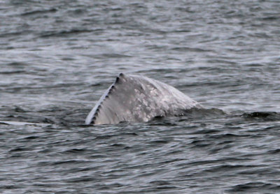 Gray Whale