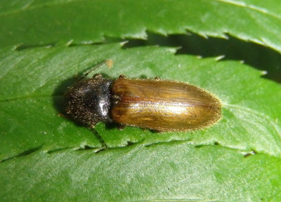 Hemicrepidius pallidipennis; Click Beetle species