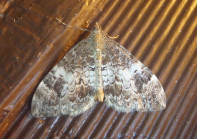 7182-7195 - Dysstroma Geometrid Moth species