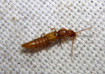 Lathrobiina Rove Beetle species