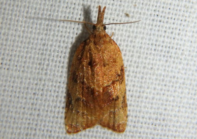3732 - Platynota flavedana; Black-shaded Platynota Moth