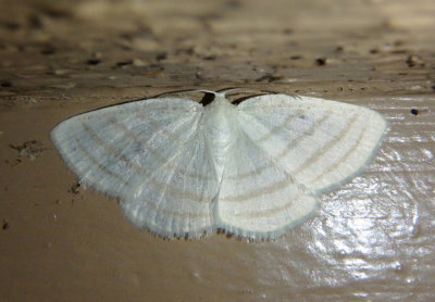 6680 - Cabera quadrifasciaria; Four-lined Cabera Moth