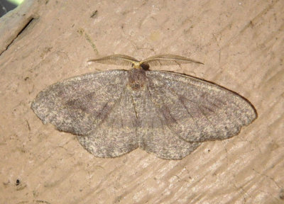 6894 - Lambdina fervidaria; Curve-lined Looper Moth