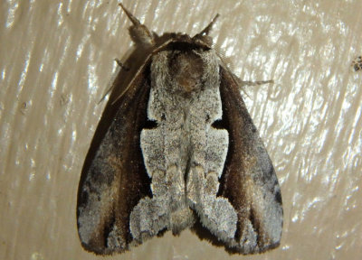 7929 - Nerice bidentata; Double-toothed Prominent