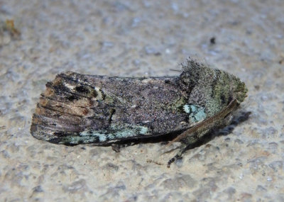 8007 - Schizura unicornis; Unicorn Caterpillar Moth