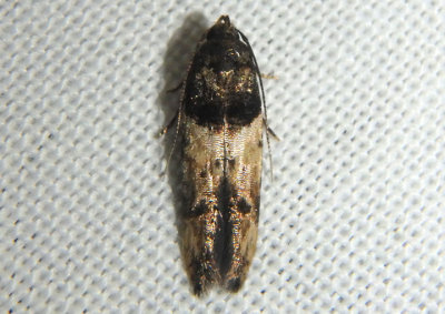 1613-1620 - Walshia Cosmet Moth species