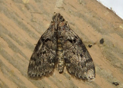 5595-5620 - Pococera Pyralid Moth species