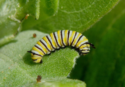 Danaus plexippus; Monarch caterpillar