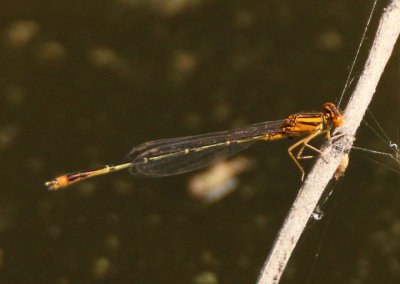Enallagma signatum; Orange Bluet; male