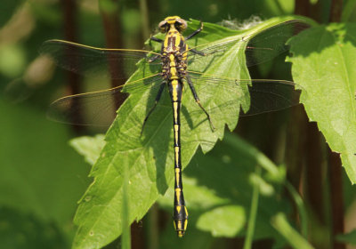 Gomphus externus; Plains Clubtail; male