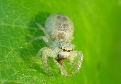 Hentzia mitrata; Jumping Spider species; female