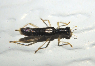 Isohydnocera curtipennis; Checkered Beetle species