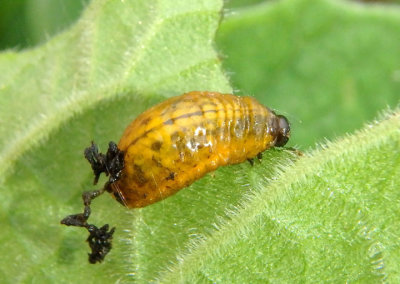 Lema Leaf Beetle species larva