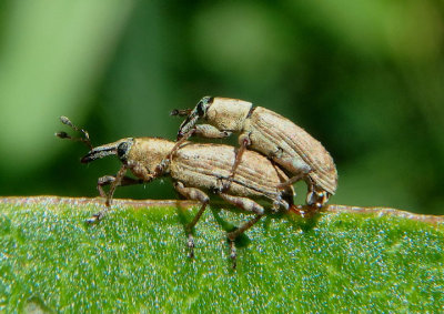 Listronotus Underwater Weevil species pair