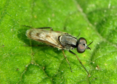 Ozodiceromyia Stiletto Fly species; male