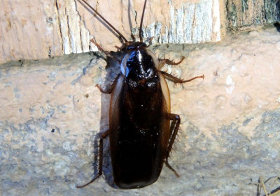 Parcoblatta pennsylvanica; Pennsylvania Wood Cockroach; male