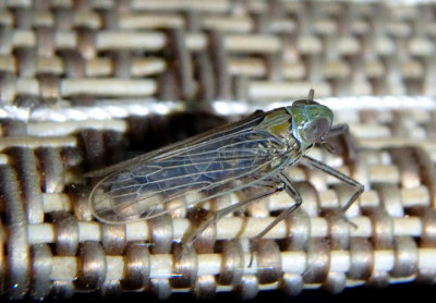 Pentagramma douglasensis; Delphacid Planthopper species