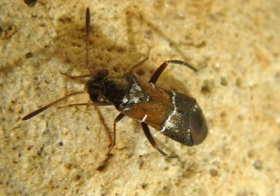 Pilophorus Plant Bug species
