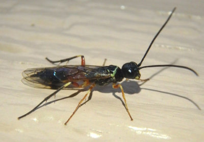 Janus Stem Sawfly species