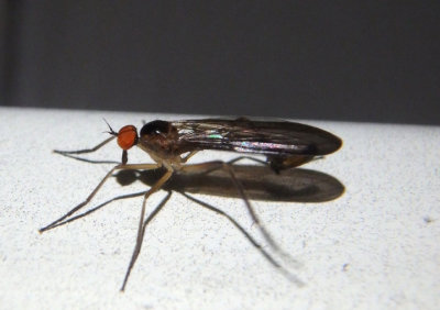 Rhamphomyia longicauda; Long-tailed Dance Fly; male