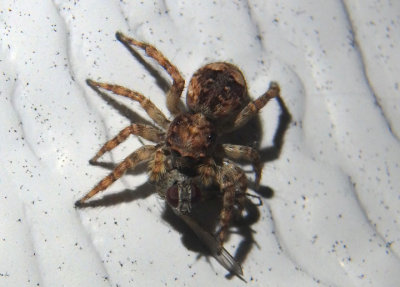Attulus fasciger; Jumping Spider species; exotic