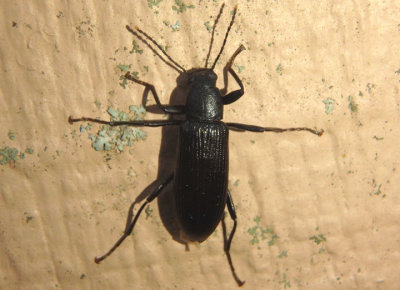 Strongylium tenuicolle; Darkling Beetle species