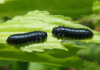 Trirhabda Skeletonizing Leaf Beetle species larva