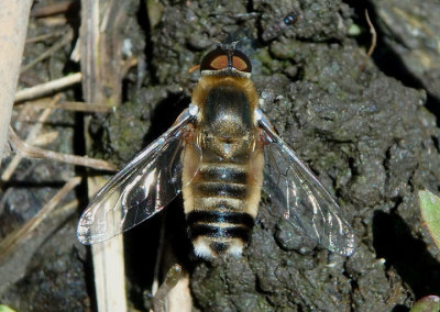 Villa Bee Fly species