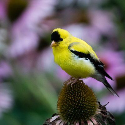 american_goldfinch