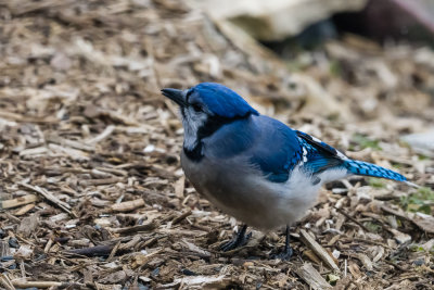 DSC08564.jpg