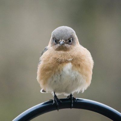 eastern_bluebird
