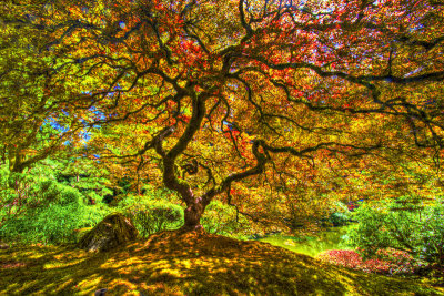 Japanese Maple 8694_5_6_tonemapped.jpg