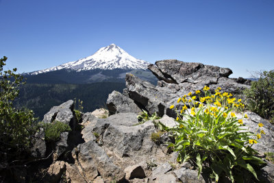 Mt Hood Flowers 0687.jpg