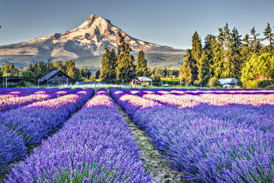 _JMR2274_5_6_tonemapped.jpg