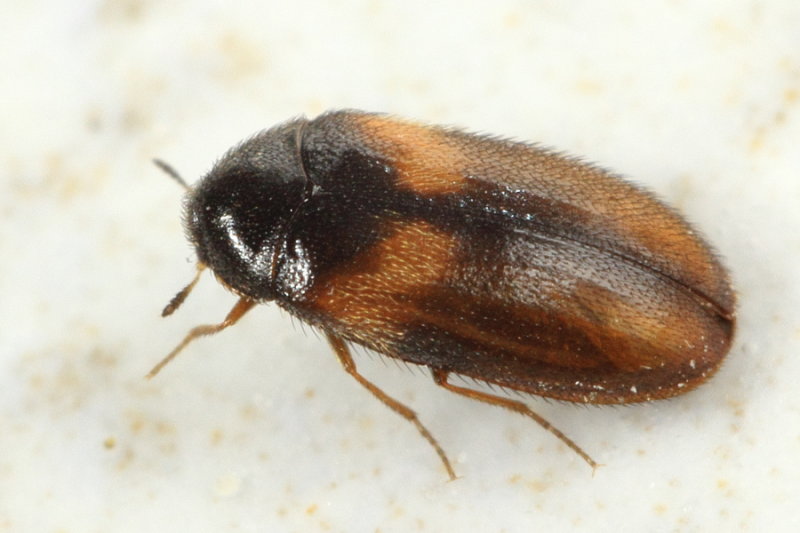 Reesa vespulae