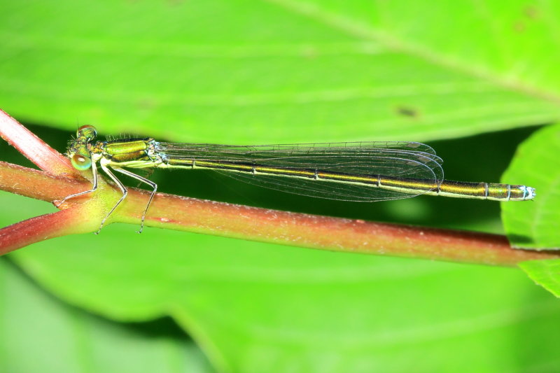 Sedge Sprite (Nehalennia irene)