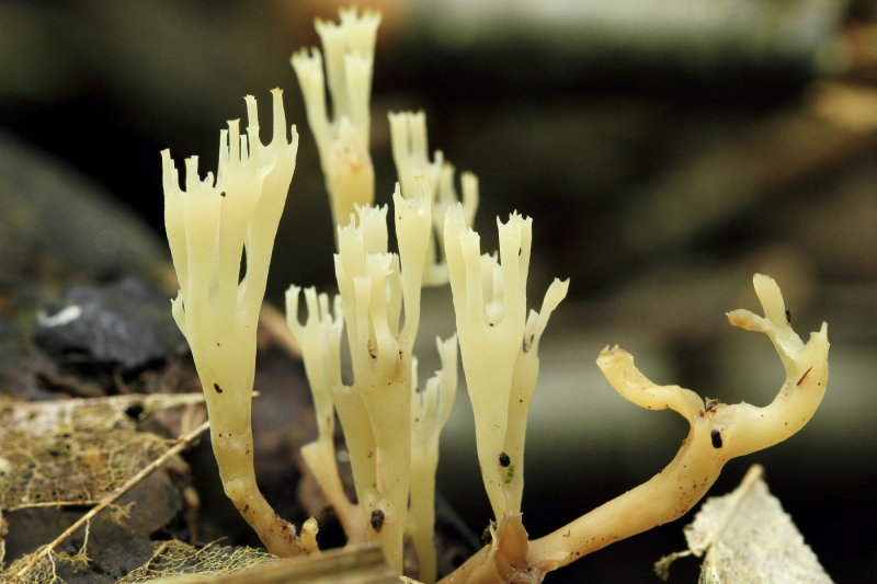 Crown-tipped Coral (Artomyces pyxidatus)