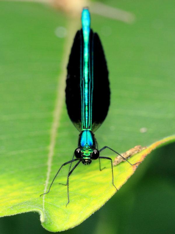 Ebony Jewelwing (Calopteryx maculata)