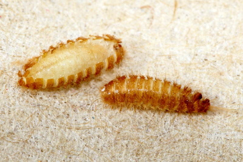 Reesa vespulae