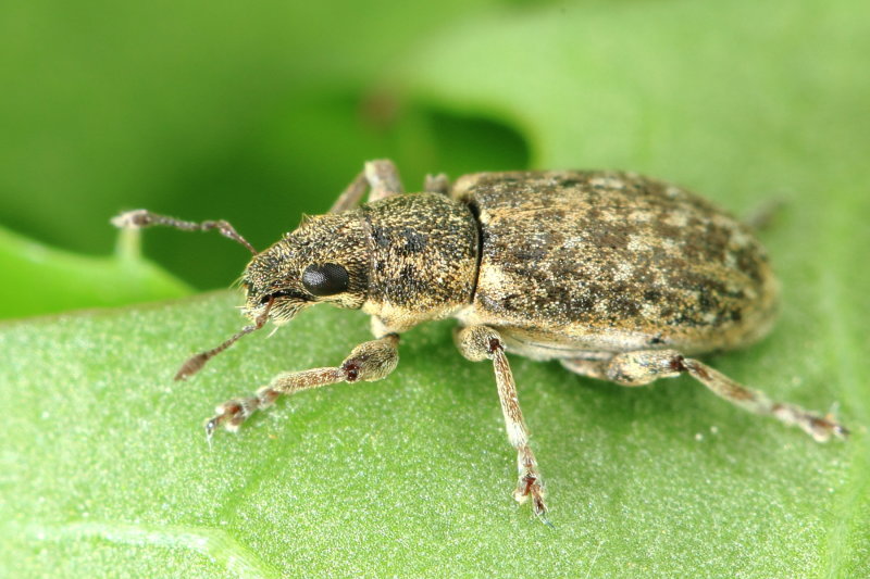 Sweetclover Weevil (Sitona cylindricollis)